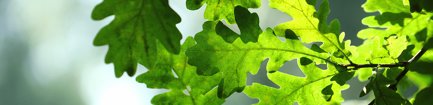 Close-up tree leaves