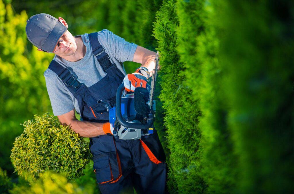 Tree Maintenance Guide