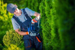 Tree Maintenance Guide